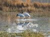 Storks in Stride.jpg