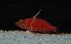 pygmy  hawkfish.jpg