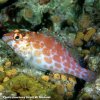 p-77295-hawkfish.jpg