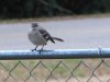 MockingBirdonFence.JPG