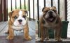 BrutusThen&now.jpg