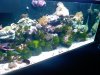 algae.JPG