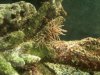 nudi2.jpg