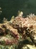 starfish.jpg