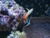 firefish resize.JPG