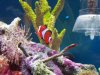Fish in tank.jpg