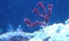 DSC05560_crop.JPG