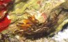 crab.jpg