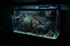 My 40 gal small.JPG
