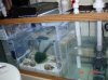 sump_refugium.jpg
