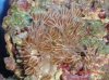 zenia 1st coral.jpg