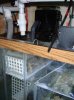 remora in sump 2.jpg