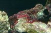 Red Algea.jpg