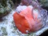 DSC02046.JPG