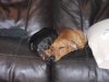 coco n louis.jpg