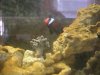 Emo Nemo & Kenya Tree.jpg