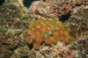Zoocoral.jpg
