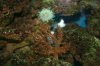 Coltcoral.jpg