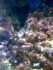 algae1.jpg