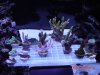DSC03115.jpg