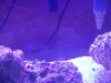 algae1.jpg
