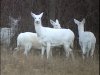 group-of-white-deer-copy.jpg