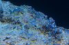 White Ball Algea.jpg