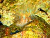 Warty Anemone.JPG