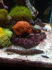 Red Coral.jpg