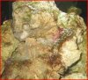 Rock Algea.JPG