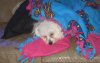 sleeping lily.jpg