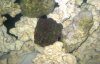 zoas 2.jpg