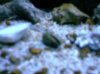 id this 002.jpg