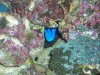 Blue Zoas.jpg
