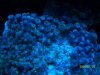 Blue Zoas melting.jpg