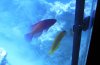 blenny.jpg