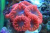 coral.jpg