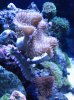 Tank 3-7-10 013.jpg