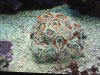 acans.jpg