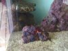 my first corals mushrooms.jpg