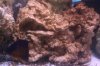 coral.jpg