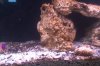 coral 2.jpg