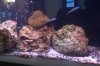 coral 3.jpg