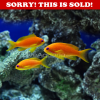 anthias.PNG