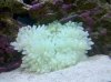 Anemone 3.21.10.jpg