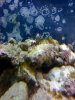 photo blenny.jpg