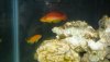 anthias and ahi.jpg