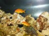 anthias.jpg