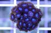 blue zoas.jpg