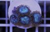 blue palys.jpg